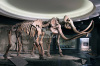 Museum exhibition animal skeleton