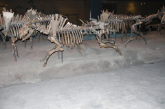 Animal fossil for outdoor playground