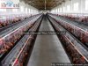 Chicken Cage & Poultry equipment