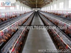 Chicken Cage & Poultry equipment