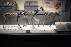 Museum quality animal skeleton for sale