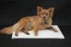 OEM Puppy Water-Proof Absorbent Underpads , Soft Non-Woven Fabric