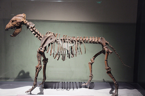 Museum animal skeleton fossil