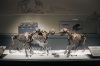 Life-size animal skeleton as museum exhibition equipment