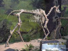 Long life museum animal skeleton