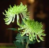 high simulation Spoon chrysanthemum PU