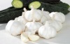 chinese fresh white garlic