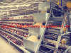 chicken layer cages , chicken layer coop . chicken layer farm equipment ,