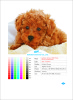 Golden Glossy PET Film