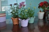 Cheap Durable Lotus Flower Pots