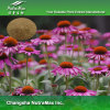 Echinacea Purpurea Extract powder