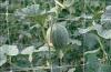 Climbing Plant Support Netting Green / White , 15 x 17cm Mesh