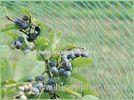 Diamond Mesh Anti Bird Netting , HDPE Fruit Tree Bird Netting