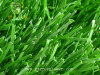 Monofilament artificial grass turf
