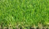 4-color Artificial grass for landscape and kindergarden