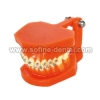 the Dental Teaching Model SF-DE-9010-2