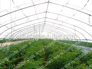 Economic tunnel green house