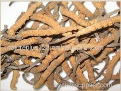 Cordyceps Sinensis Extract - Polysaccharides