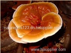 Reishi Mushroom Extract - Polysaccharides