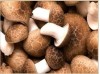 Shitake Mushroom Extract - Polysaccharides
