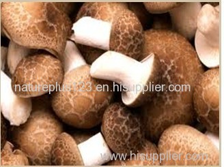 Shitake Mushroom Extract - Polysaccharides