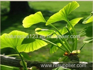 Ginkgo Biloba Extract - Flavone Glycosides