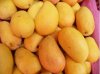 Mango Juice Powder - Flavonoids
