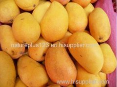 Mango Juice Powder - Flavonoids
