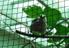 Light welded wire mesh ideal housing for small animals