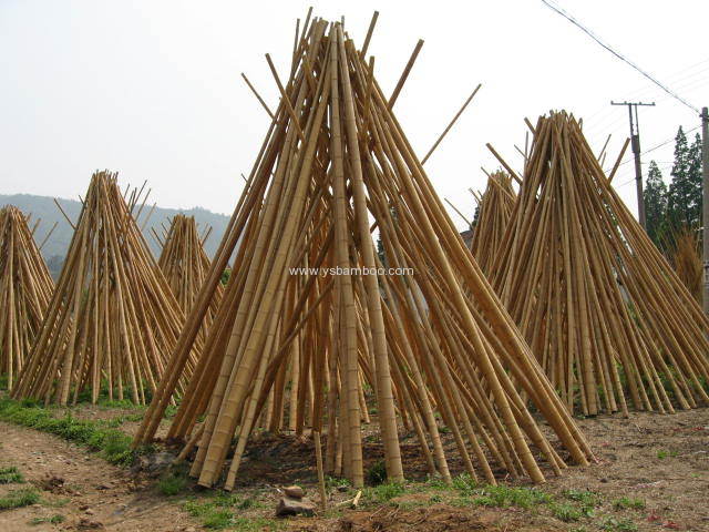 big dry bamboo poles