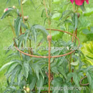 Plant supports for peonies offer excellent support in strong winds or rains
