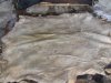 Wet Salted Cow Hides and Other Skins,