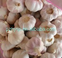 fresh normal white garlic