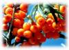 Seabuckthorn Pulp Oil natural