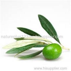 Olive leaf extract - Oleuropein