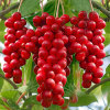 Schisandra Extract - Schizandrin