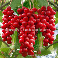 Schisandra Extract - Schizandrin