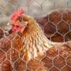 0.7 - 1mm poultry netting