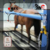 equine treadmill conveyor belt