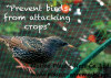 plastic BOP anti bird net&mesh fruit&garden protect net&mesh agriculture anti bird net&mesh(factory)