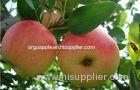 Nutritional Value Organic Vitamin Red Star Apple Preventing Lung Cancer