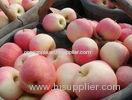 Crisp Juicy Fresh Gala Apple For Preventing Prostate Cancer , No Residual Pesticide