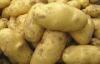 Pure Natural Fresh Holland Potato Yellow Flesh , Thin Skin For Human Health