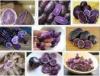 Holland Purple Potato With Purple Flesh Cotaining Nutritional Value , Good Taste