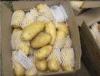 New Cropped Fresh Holland Potato With Yellow Skin , Long Shaped 80 - 150g