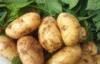 Fresh Long Yellow Holland Potato Contains Carbohydrates , Fiber 20 Kg / Bag