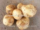 Long Yellow Organic Potatoes Fresh Containing Iron , Zinc For Old People Health
