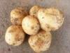 Round Fresh Organic Potatoes No Fleck Containig Protein , Carbohydrates