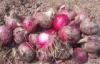 Red Natural Fresh Onion Anti-Cholesterol For Grilling And Char-Broiling