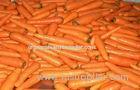 Fresh No Residual Pesticide Organic Carrot With Ruddy Carrot Core For Health